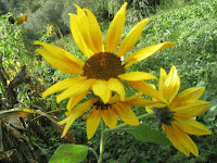 Girasole...simbolo Sole