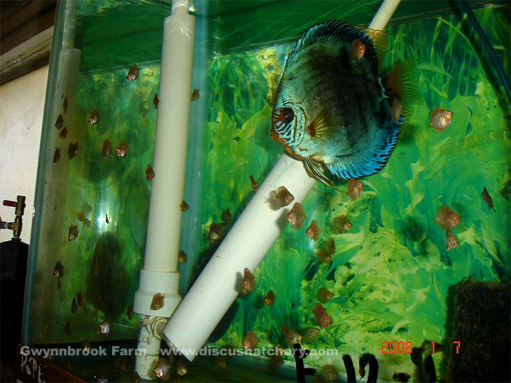 Discus Brilliant Turquoise Discus Fish Breeding Pair & Fry