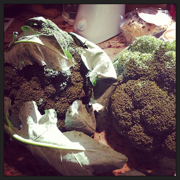 Poop, Pasta, and Pediatrics Conquering my CSA Broccoli