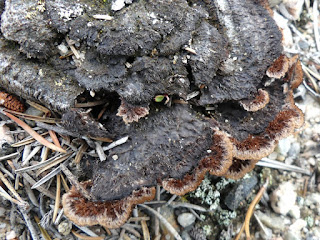 Théléphore terrestre - Thelephora terrestris Théléphore terrestre - Thelephora terrestris