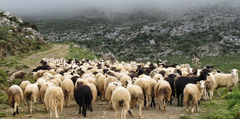 "Μπεε" η λέξη που χρησιμοποιεί συχνότερα 42χρονος φίλαθλος του Ολυμπιακού
