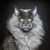 Fotógrafo captura a beleza dos gatos Maine Coon