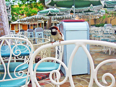 Disneyland Bird River Belle Terrace Restaurant birds crumbs food mooch