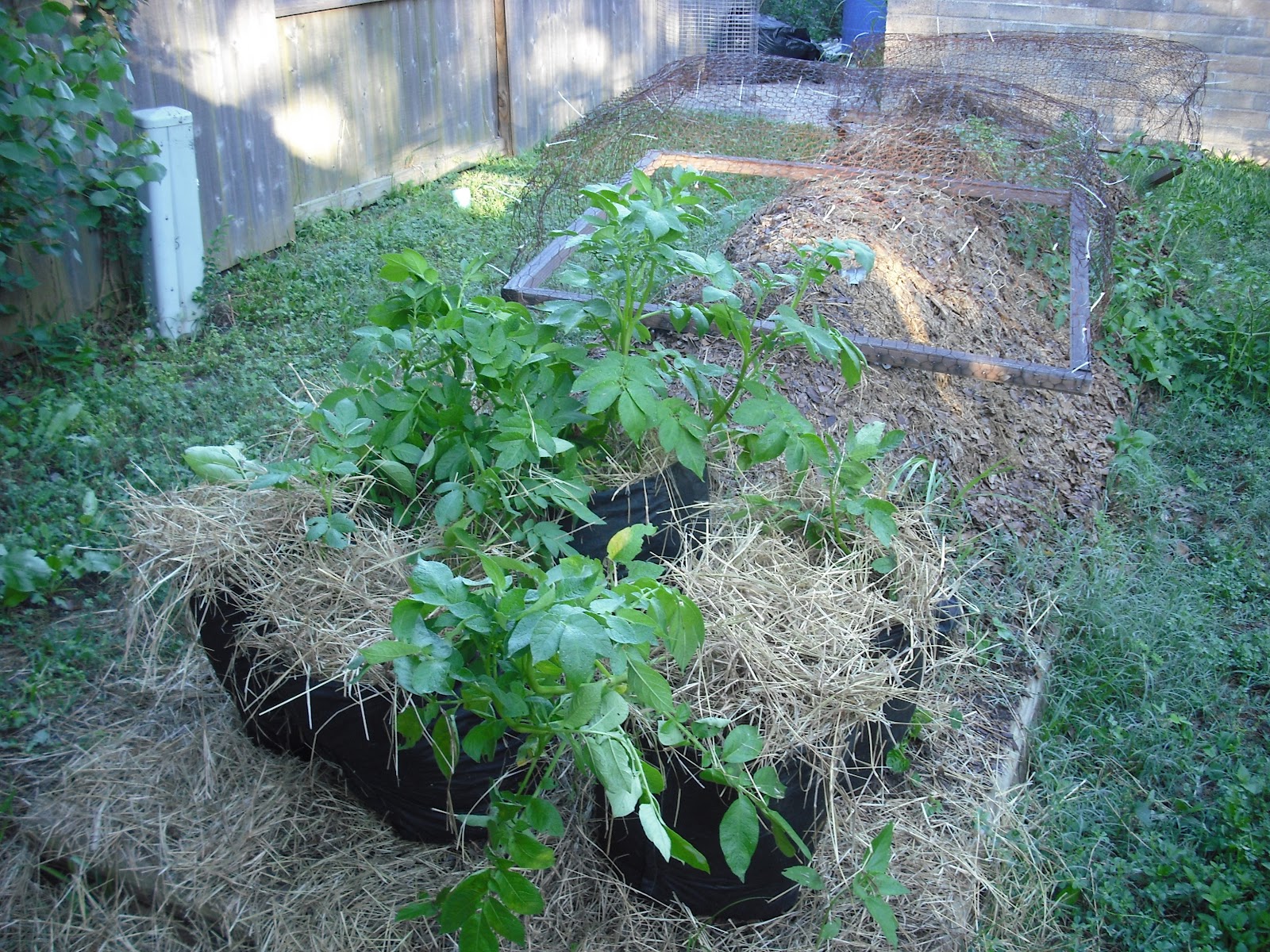 We Do Things Different Here in Texas Growing Potatoes in a sack