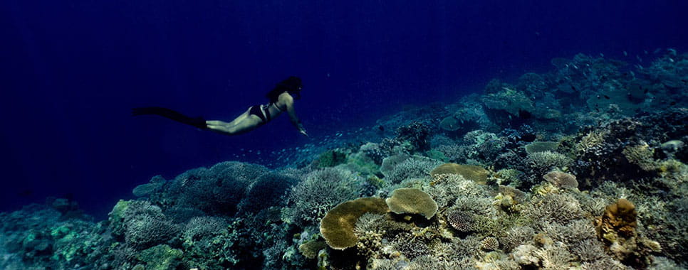 Travel Blog - Apo Reef, Bayan ng Sablayan, Philippines Travel Destination - Apo Reef, Bayan ng Sablayan, Philippines