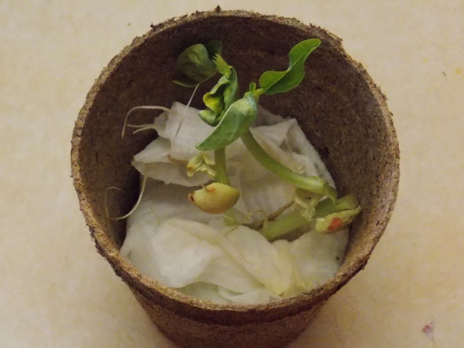 School Dayz Botany Experiments