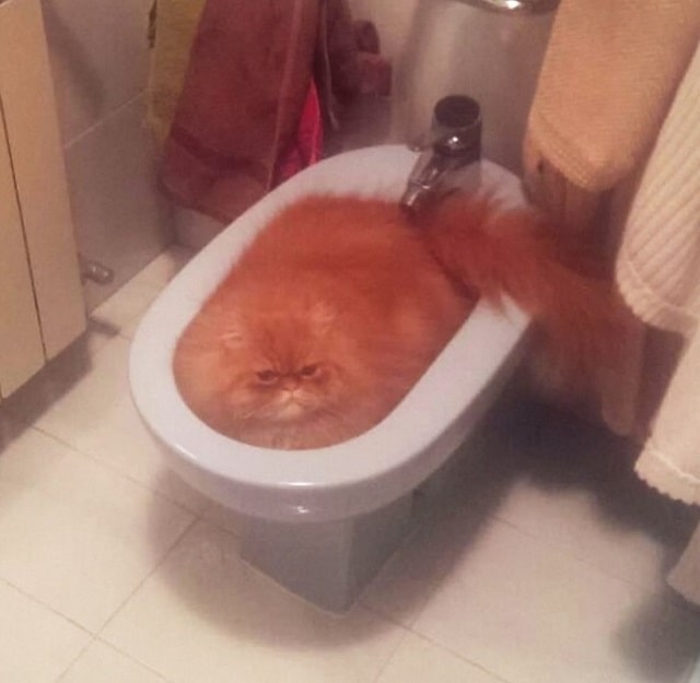 cats%2Boronge-min