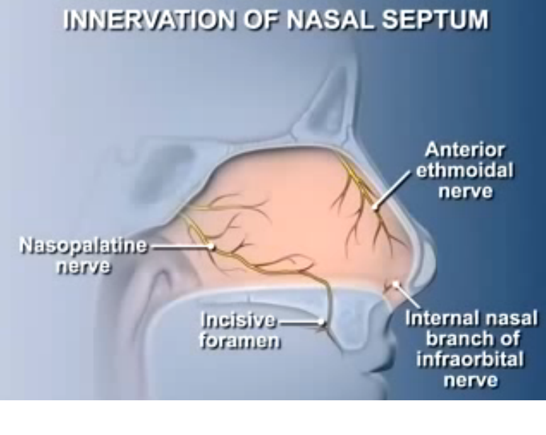 Nose Revision Surgery and Surgeons Innervation of the nasal septum and
