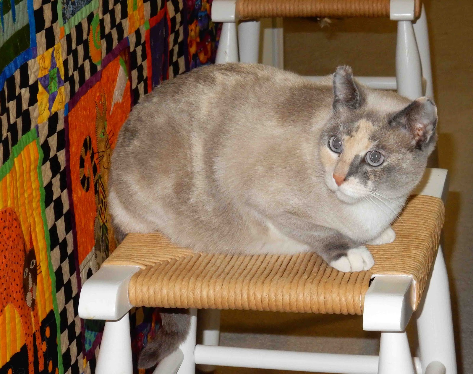 Cat Patches Catbird Seat