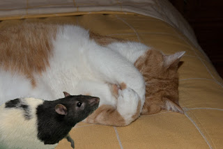 rat and cat