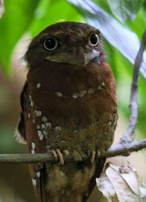 Birds of India - Sri Lanka Frogmouth - Batrachostomus moniliger