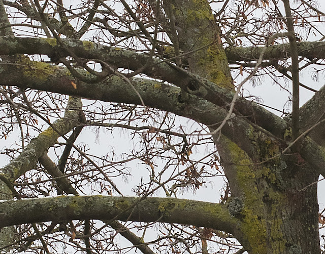 Lichens on a tree on Bourne Vale, Hayes, 13 January 2017. Lichens on a tree on Bourne Vale, Hayes, 13 January 2017.