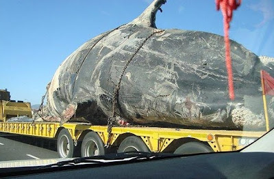 ballena herida transportada en camion