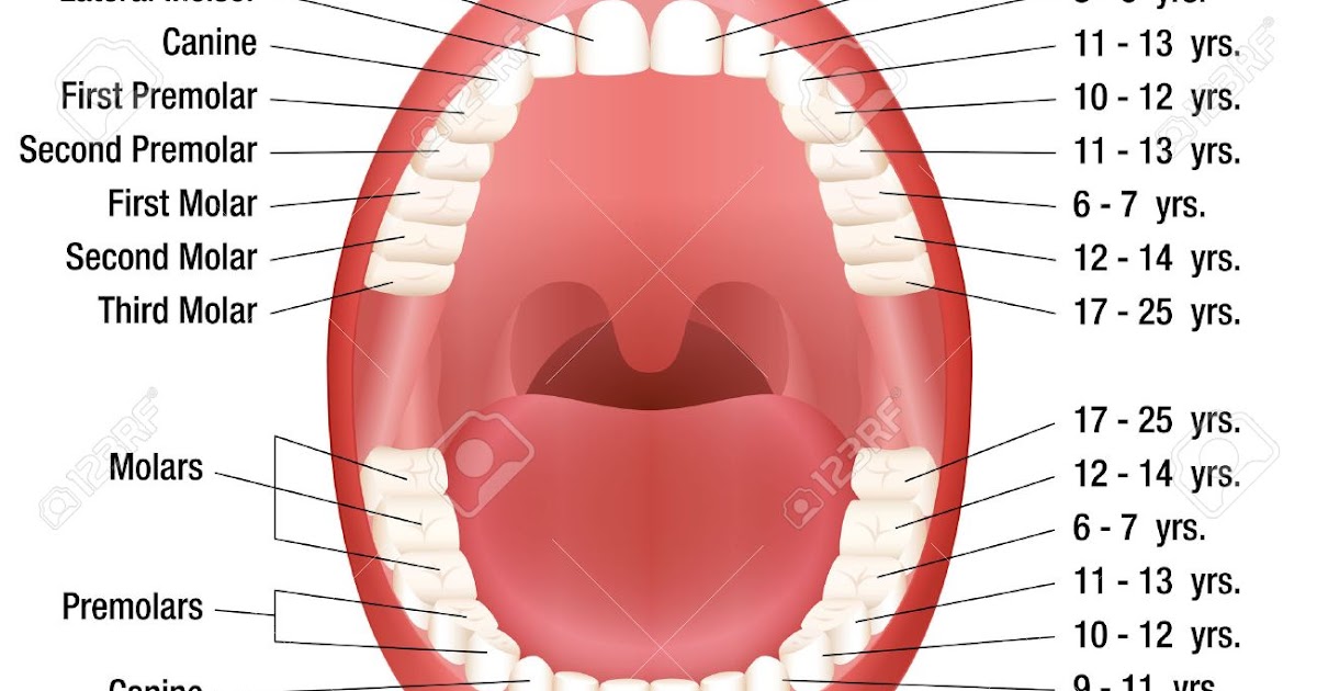 Названия зубов человека. Строение и название зубов человека. Схема зубов и их название. Строение челюсти и название зубов. Схема расположения зубов.
