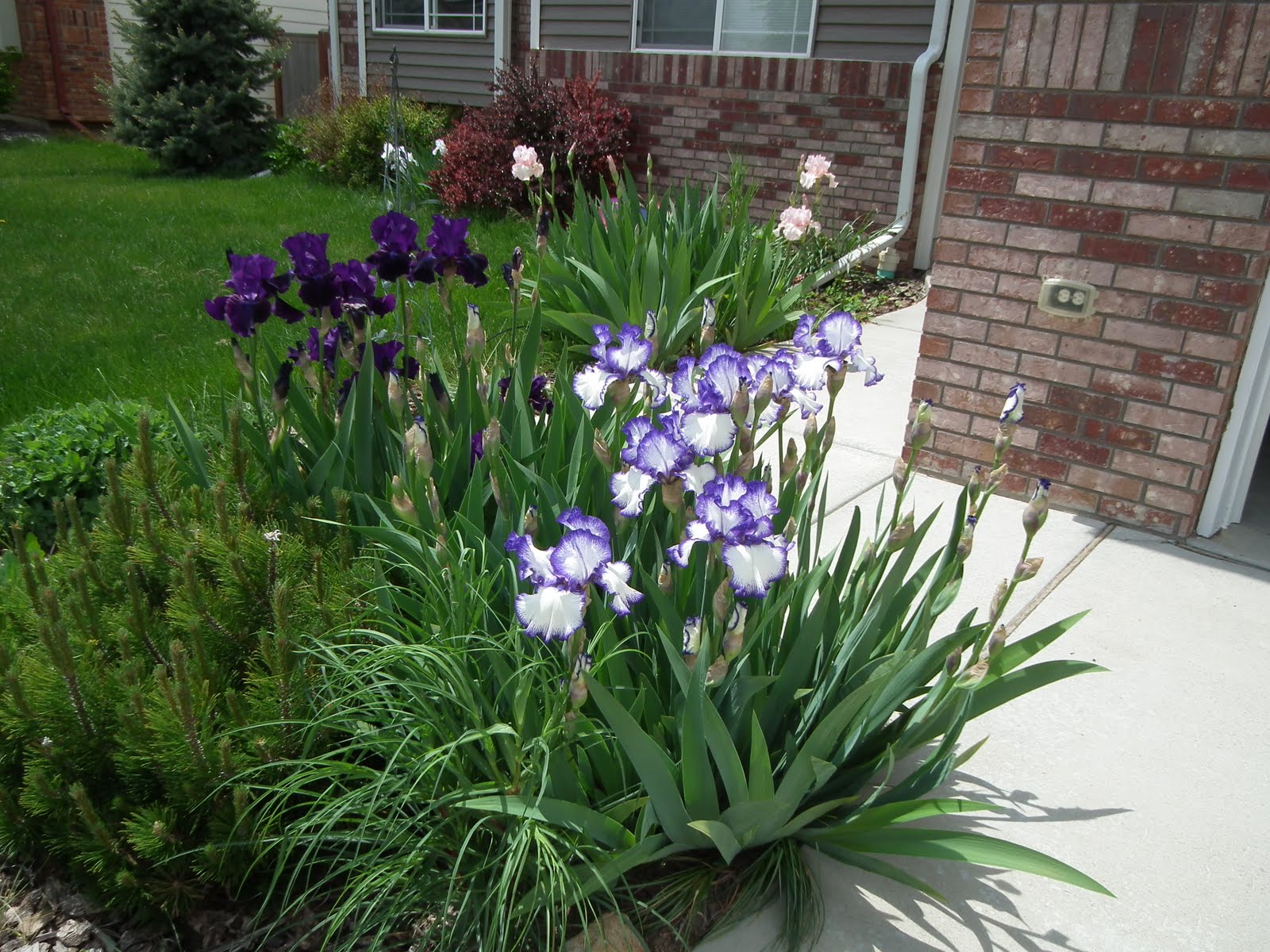 Plum Beadacious Lavish Blooms in My Front Yard * Iris