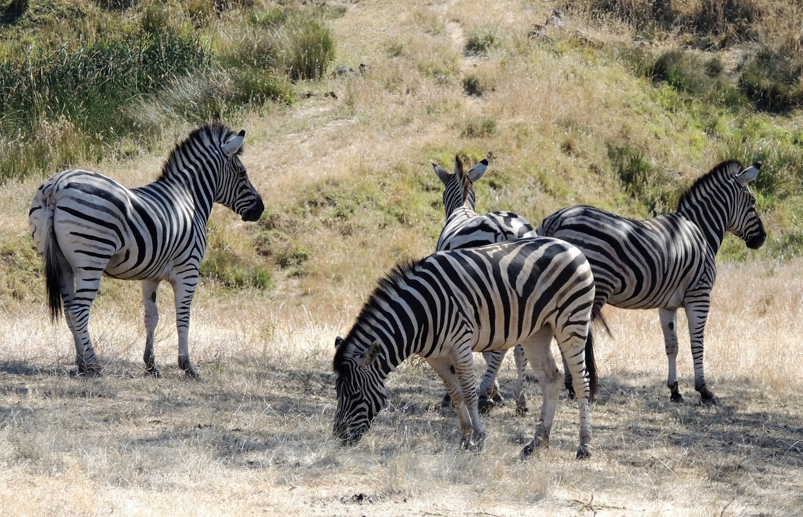 1000 Hikes in 1000 Days: Cleveland, Oregon - Wildlife Safari