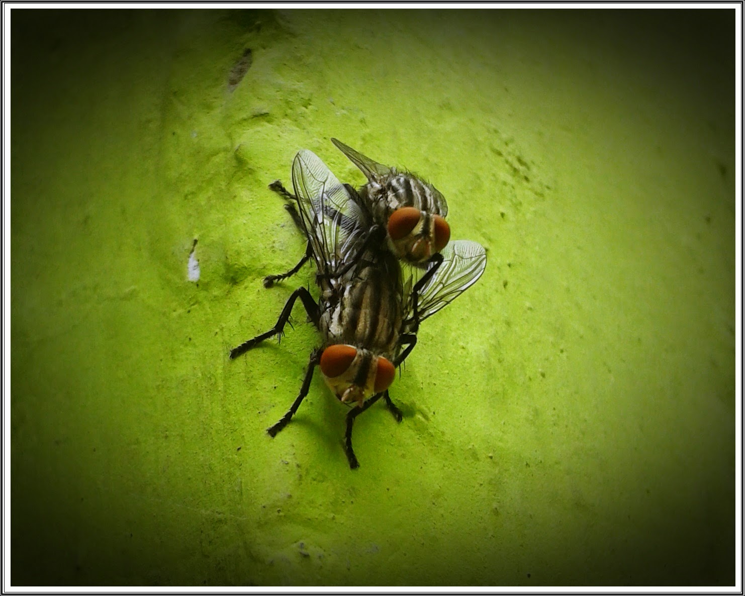 LALAT KAWIN PADA MINGGU PAGI JDSK