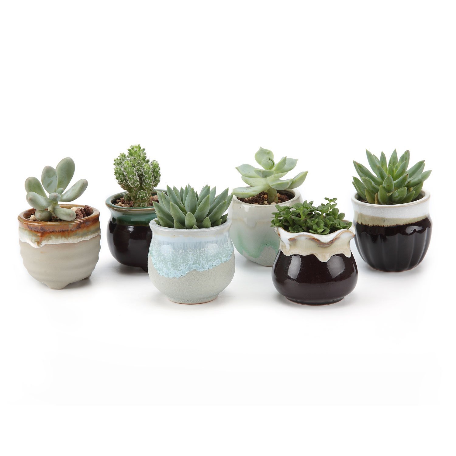 Perfect Set Of Succulent Pots / Planters Succulent Plants UK