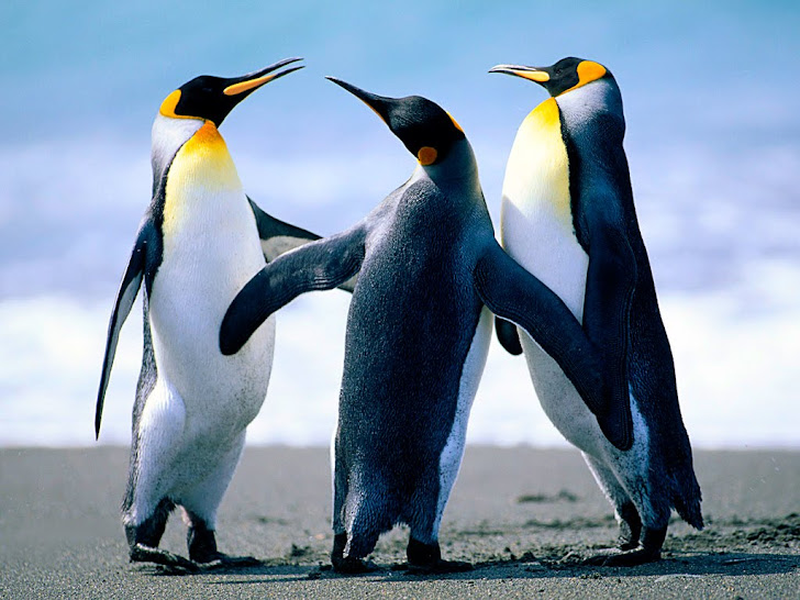 Foto de unos  pinguinos