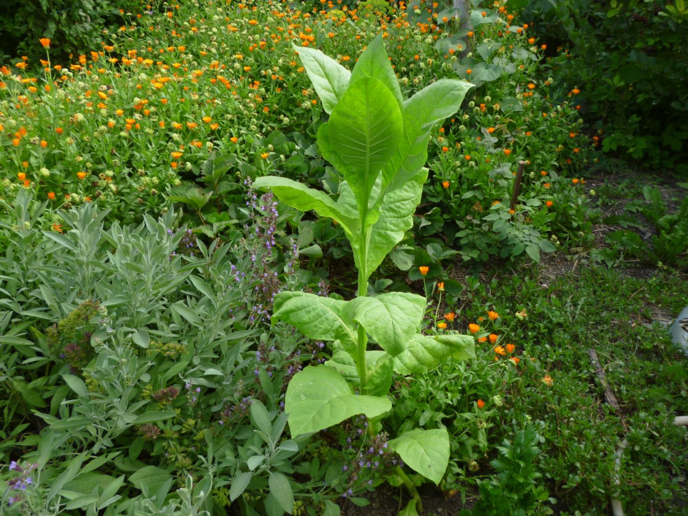 Seminte si plante de gradina hobby: Tutun