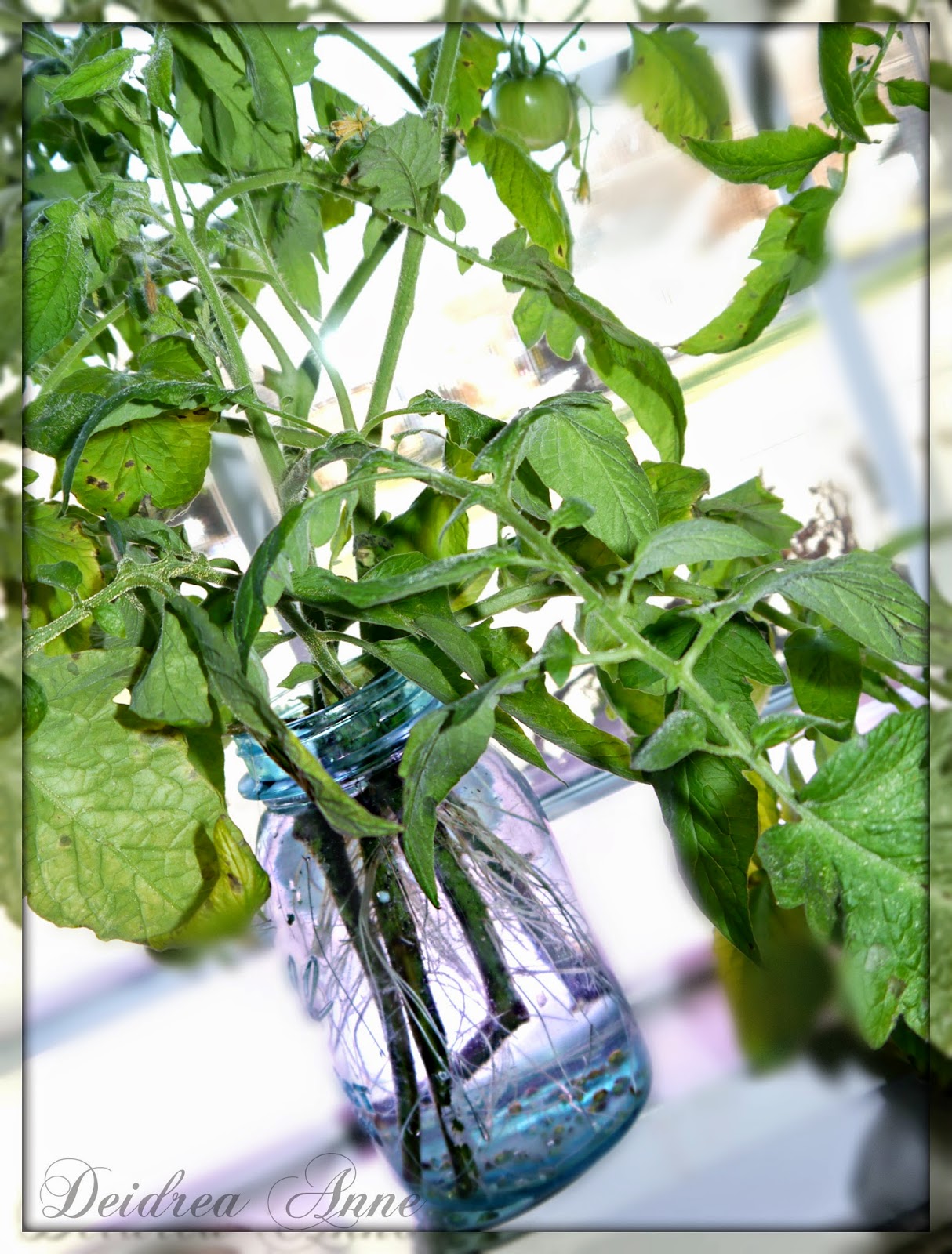 Suzy Homefaker Growing Tomato plants in water