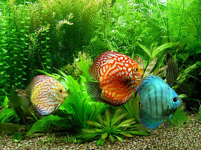 Dunia Ikan Hias - Ikan Air Tawar Discus Dunia Ikan Hias - Ikan Air Tawar Discus