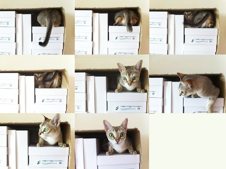 Love Art Wear Art Blog Cat in a shoe box...