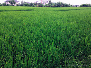 Green Stretch Of The Rice Fields In The Middle Of The City At Badung, Bali, Indonesia