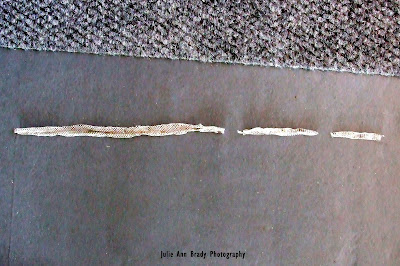 Juvenile Southern Black Racer Snake Skin Juvenile Southern Black Racer Snake Skin