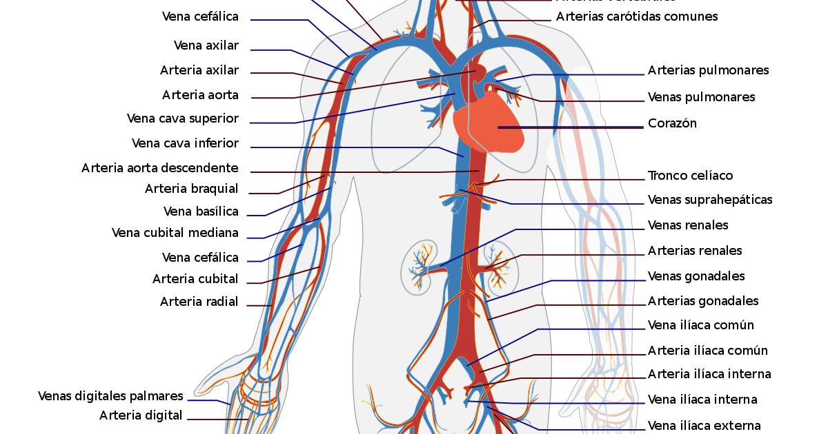 Cuantas Arterias Tiene El Cuerpo Humano Wikipedia