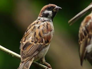 sparrow bird information in hindi | घरेलू गौरैया sparrow bird information in hindi | घरेलू गौरैया