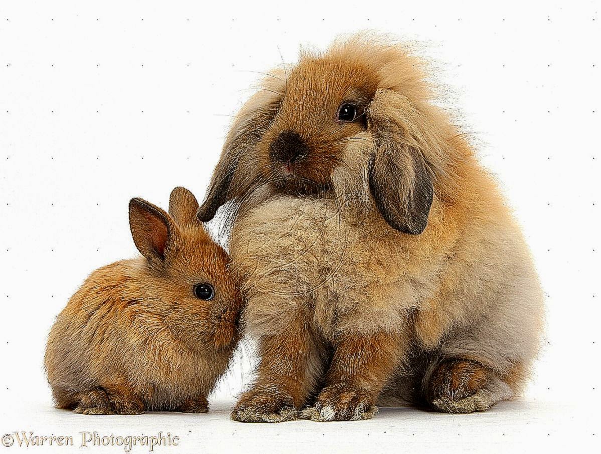 cute baby rabbit images  pubzday
