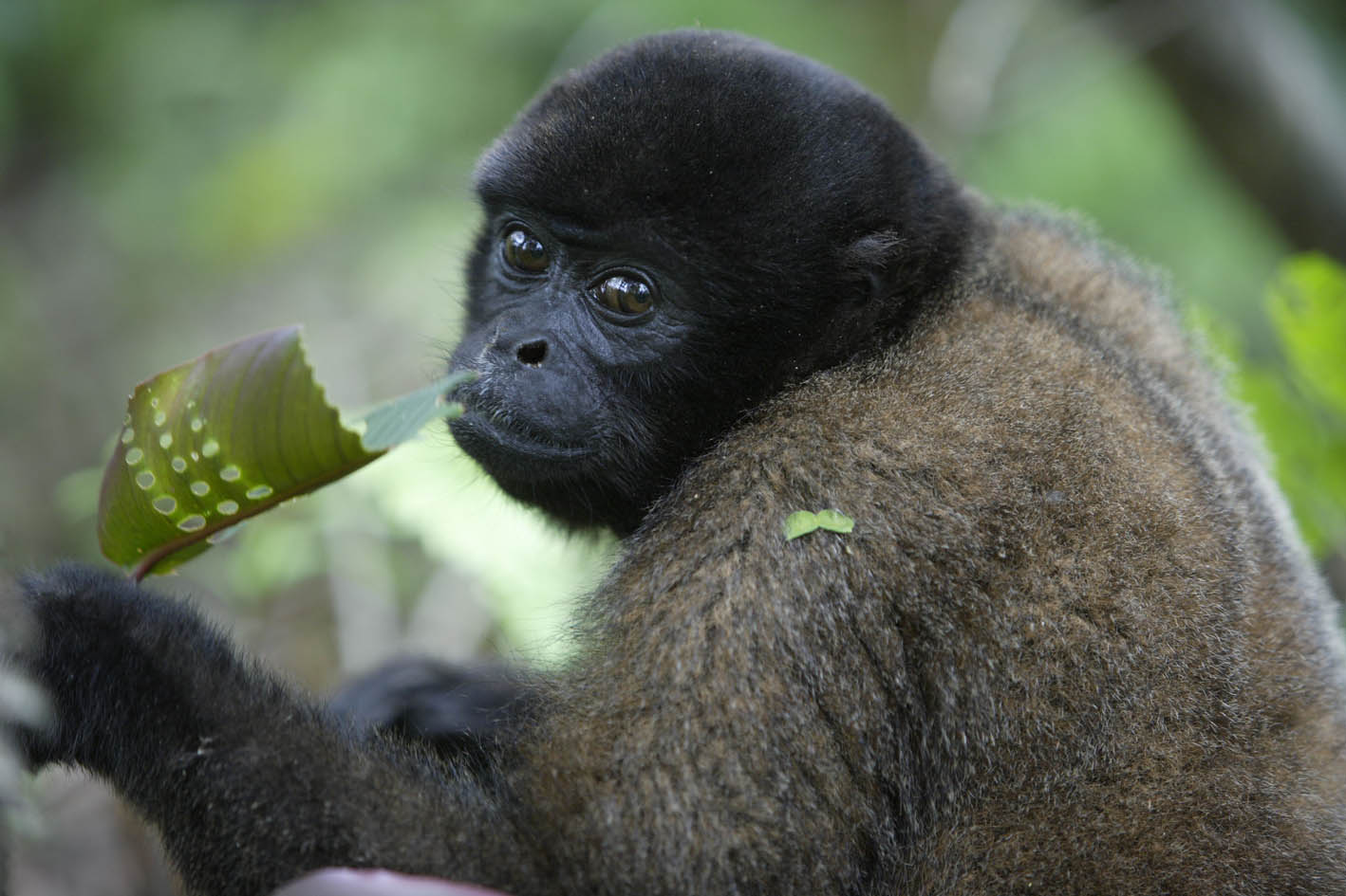Funny Spider Monkey Funny Animals Funny Spider Monkey Funny Animals
