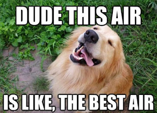 Dog Memes Dog Memes