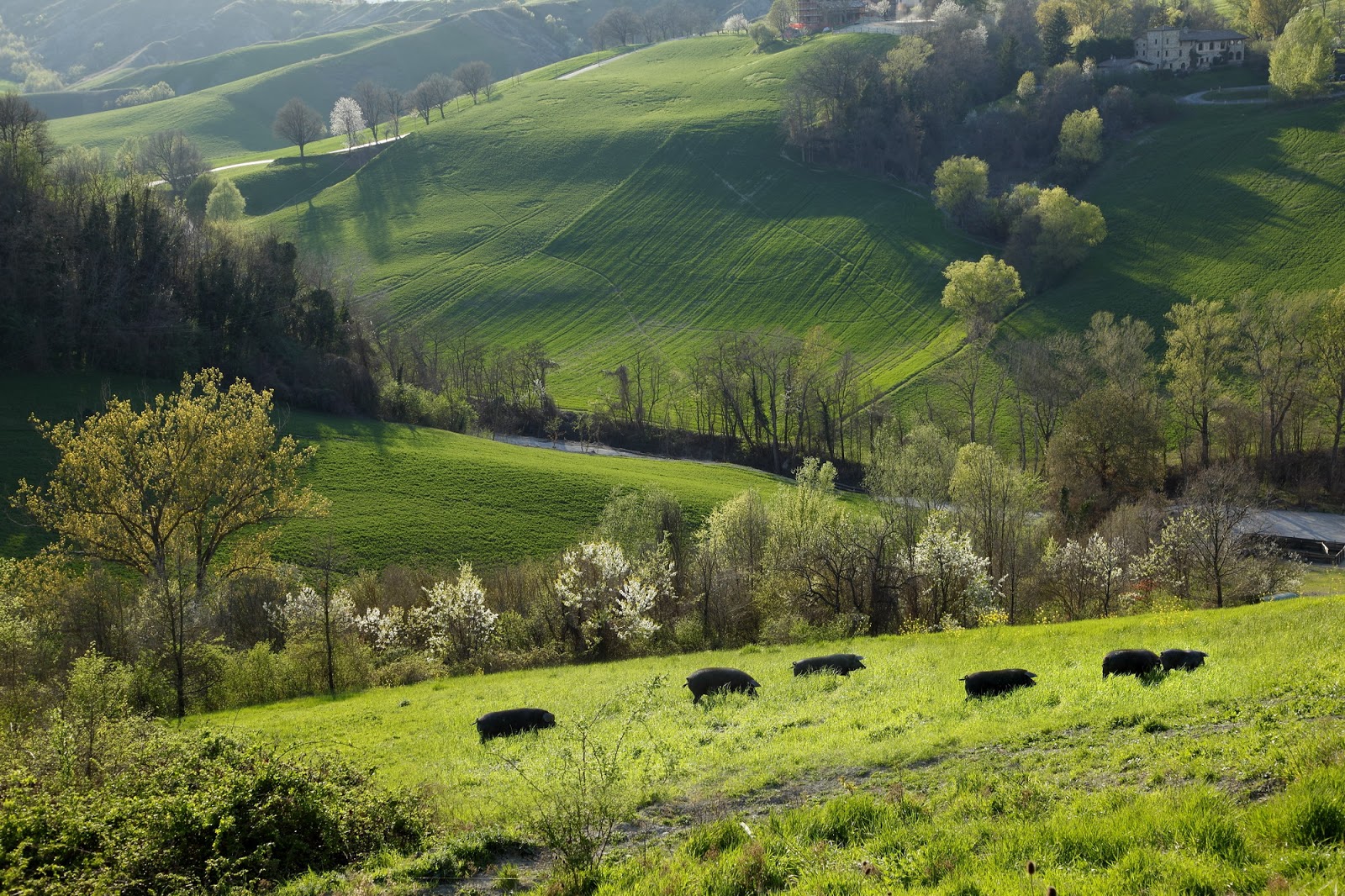 azienda rosa dell'angelo