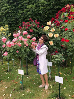 hoa hồng thân gỗ hoa hồng tree rose