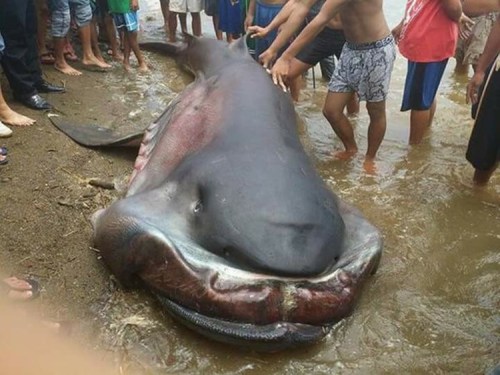 SHOCKING! Another Strange Deep-Sea Fish Was Found Along the Coast of Cebu! SHOCKING! Another Strange Deep-Sea Fish Was Found Along the Coast of Cebu!