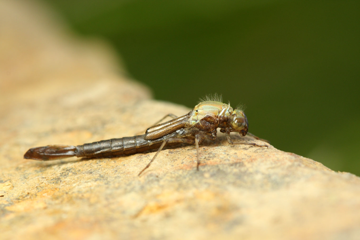JJ's Photographic nature blog: A damsel emerges from the deep...