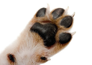 Cuidados com as patas do seu Shih Tzu