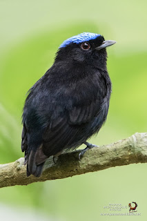 Blue-crowned Manakin (Lepidothrix coronata) - male