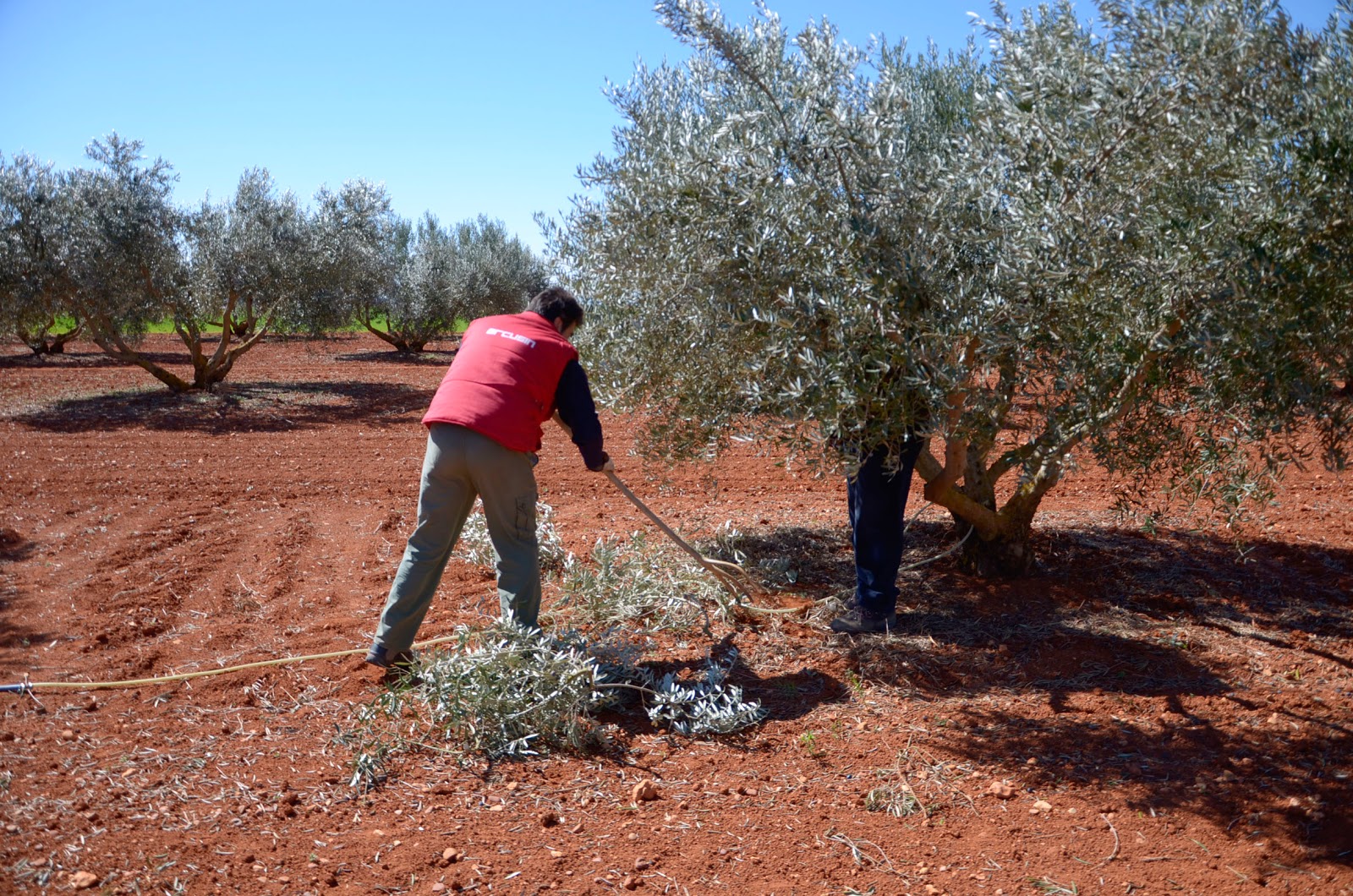 Pruning olive trees “Without too much wood, the olives will be better