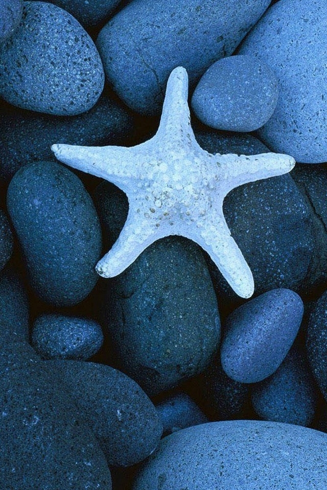 Cool iPhone Wallpapers: Blue Starfish on the Smooth Rocks