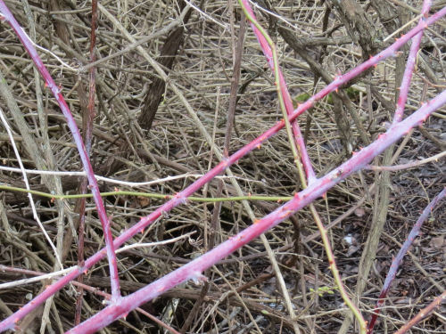 black raspberry canes