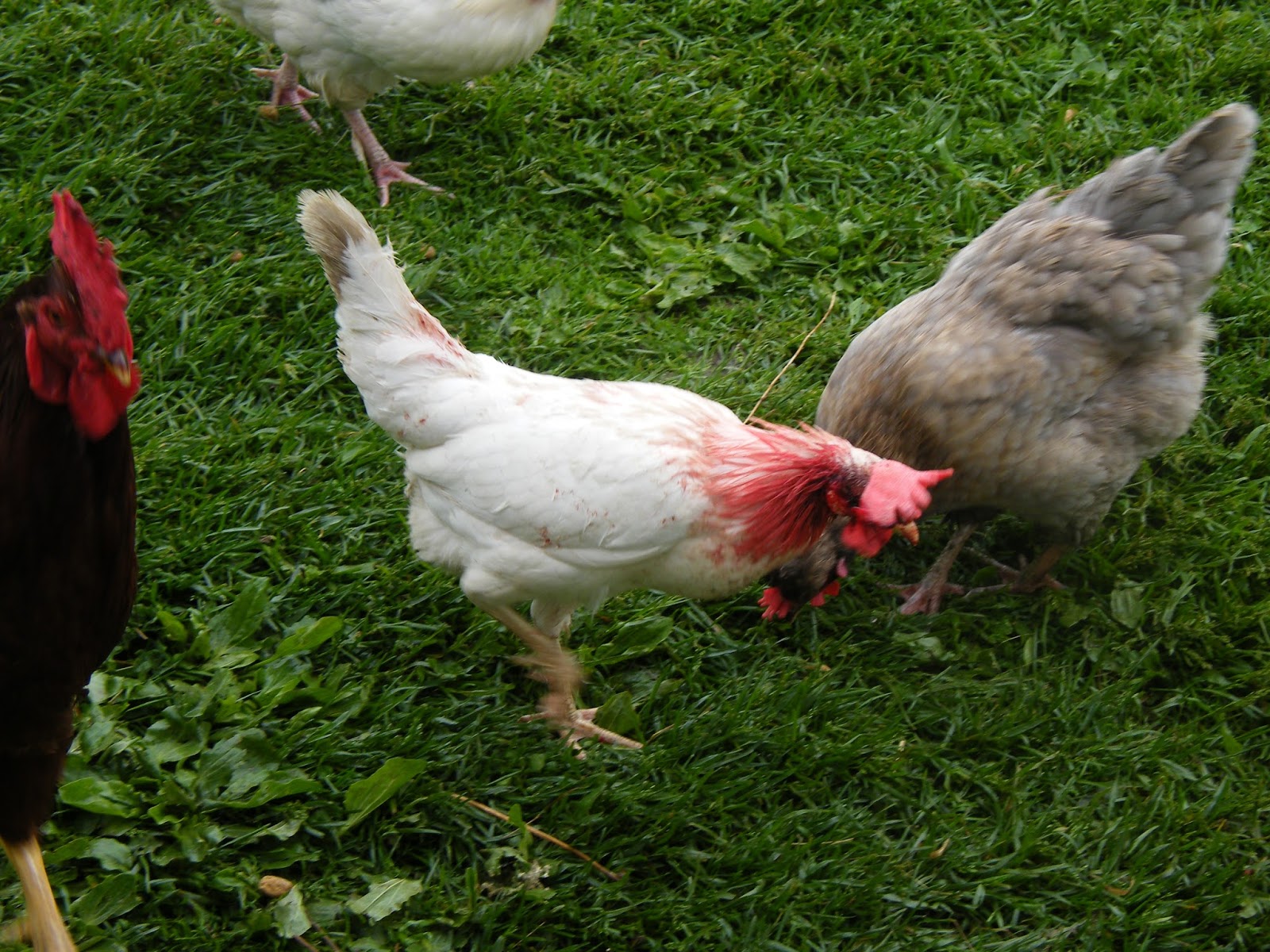 Country Living Injured Hen