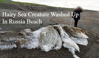 Russian creature washes up on the Pacific coast.