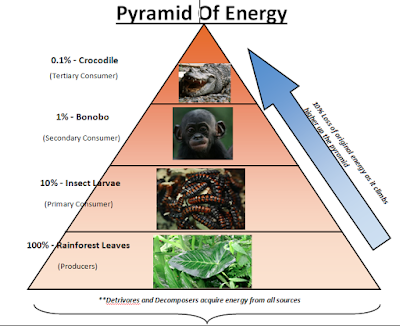 Tingkatan Piramida Energi Dalam Kehidupan