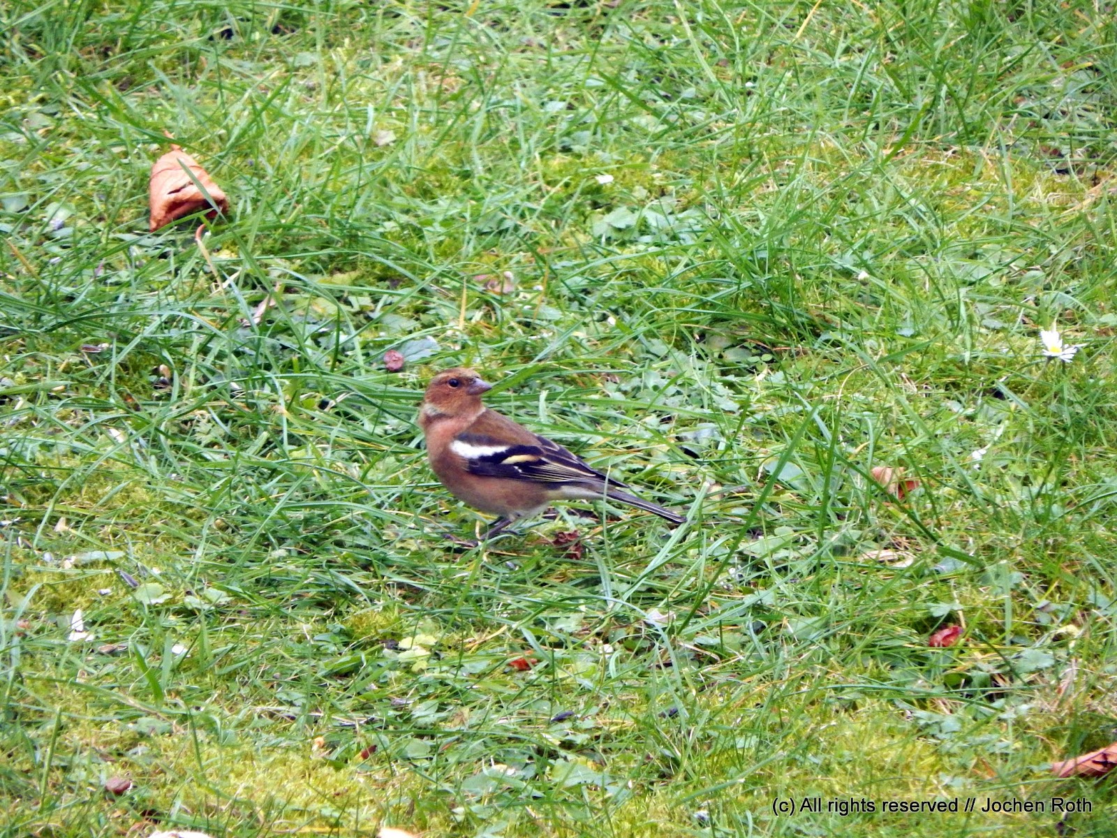 Die 3 Roth Singvögel im Garten
