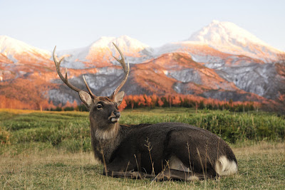 Ciervo en las Montañas Nevadas (Nikon DSLR D3X)