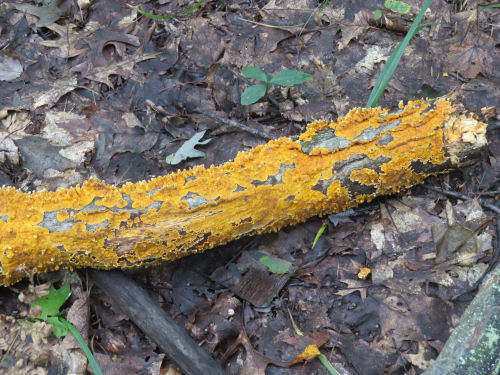 Xanthoria