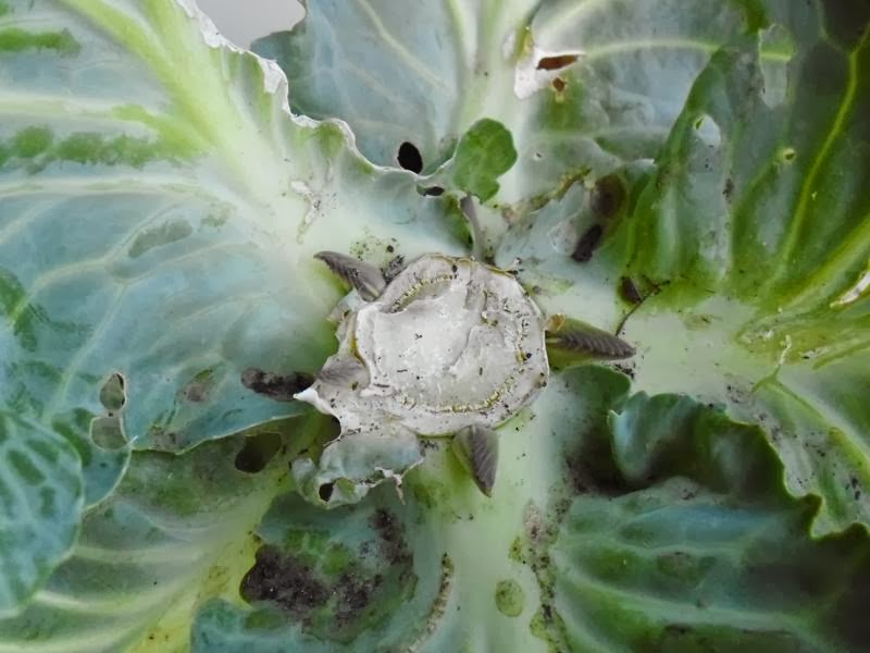 Alien cabbage new growth
